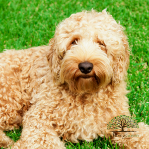 artificial grass for dogs Mississauga