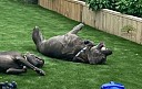 dogs enjoying pet turf