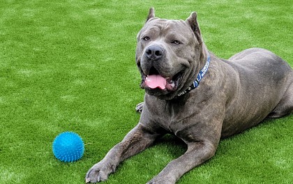 Pets & Artificial Grass