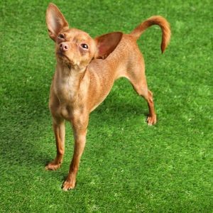 How to Create a Safe and Dog-Friendly Outdoor Space with Artificial Grass
