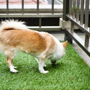3 Benefits of Using Artificial Grass for Pets on Your Property