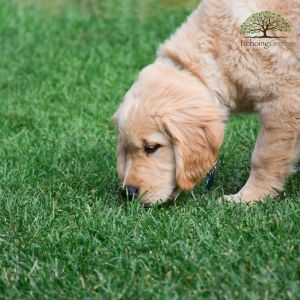 Why Artificial Grass is Safer for Puppies in Training