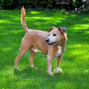 Is Artificial Grass a Pet-Friendly Option?