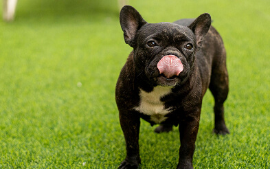 How Artificial Grass Makes Pet Cleanup Easier Year-Round