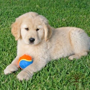 How to Maintain and Care for Your Artificial Pet Turf