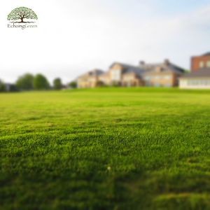 Is Artificial Grass a Good Idea for Cottages?