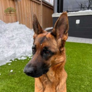 How to Choose the Perfect Artificial Grass for Pets