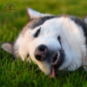 Can Artificial Grass for Dogs Withstand Digging and Urine?