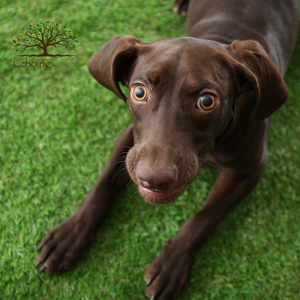 How Artificial Grass Makes Hygiene for Dog Runs Easy