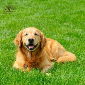 Why Artificial Turf Is the Best Landscaping Solution for Pet Owners