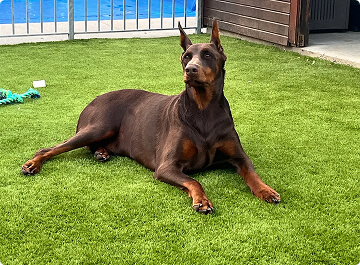 Pet Grasses