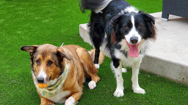 Pet Grasses