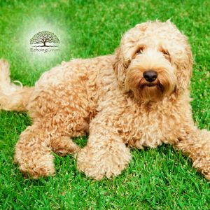 Benefits of Fertilizer-Free Artificial Grass for Dogs