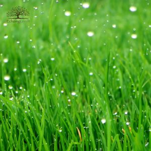 How Artificial Grass Handles Heavy Rain