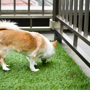 6 Areas Where You Can Install Pet Turf At Home