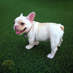 Fleas, Ticks & Artificial Grass for Dogs