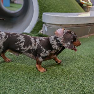 Why Artificial Turf Is the Best Landscaping Solution for Pet Owners