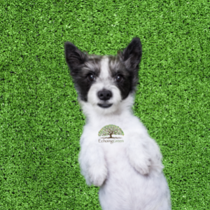 How to Prevent Damage to Your Artificial Grass from Pets