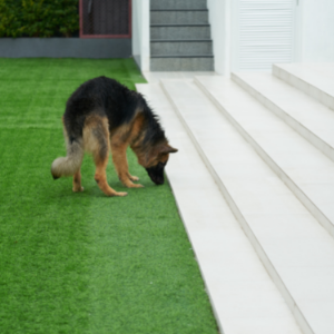 5 Ways Artificial Grass Is Safer For Your Pets 