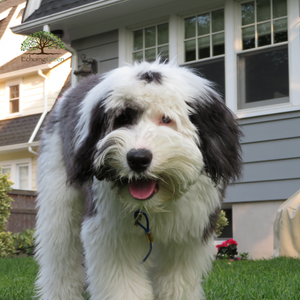 How to Avoid Lawn Damage with Artificial Turf for Dogs