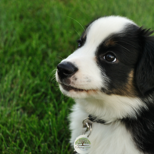 How Artificial Grass for Dogs Keeps Your Home Mess-Free