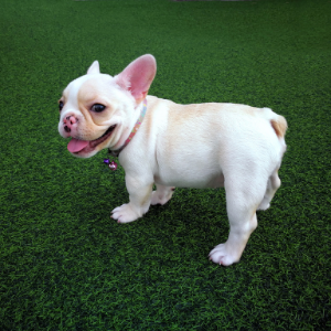 Why Artificial Grass is Great for Toronto Pet Owners