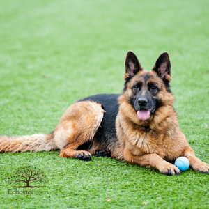 Is Artificial Grass Good For Dogs?