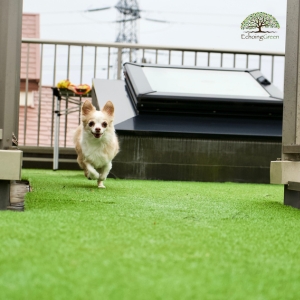 How is Artificial Turf for Dogs Safer Than Grass