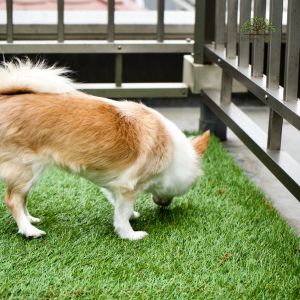 3 Benefits of Using Artificial Grass for Pets on Your Property