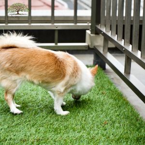 Why Vets and Pet Trainers Are Recommending Synthetic Grass