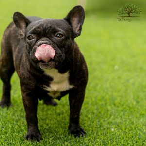 How Artificial Grass Makes Pet Cleanup Easier Year-Round