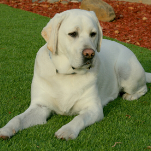 4 Reasons You Need Artificial Grass for Your Pet