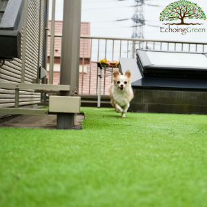 5 Things to Consider Before Buying Artificial Grass for Dogs 
