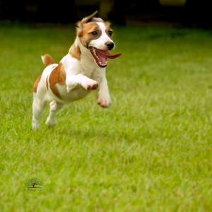 Why Pets Won't Ruin Artificial Turf in Toronto?