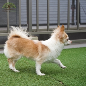 How to Protect Your Pet's Paws with Artificial Grass