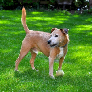 Is Artificial Grass Pet Friendly?