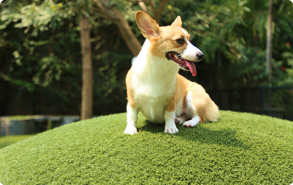 About Pet Turf from Echoing Green