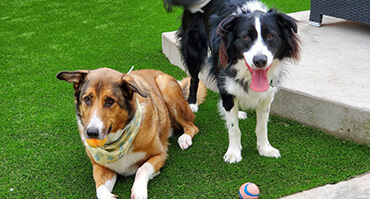dog-runs