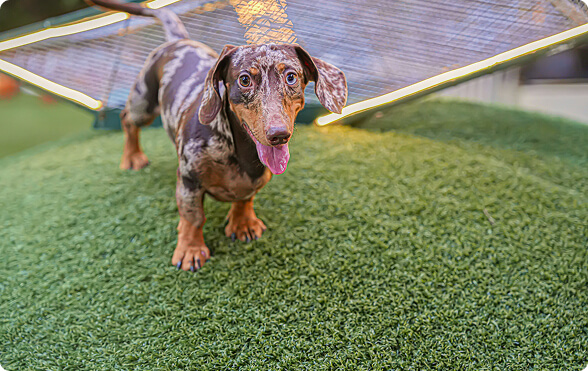 Commercial Artificial Grass in Vaughan Commercial Artificial Grass in Vaughan