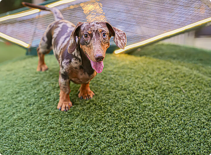 Dog Runs & Kennels Dog Runs & Kennels