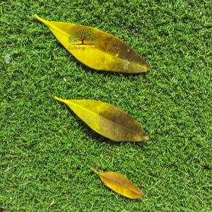 fallen yellow leaves on green artificial grass for backyards