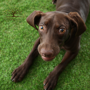 artificial grass for dogs runs Toronto