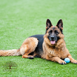 artificial grass for dogs