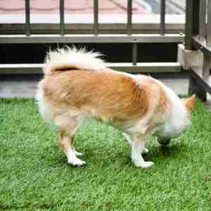 artificial grass for dogs