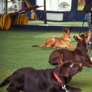 artificial grass for dogs Vaughan