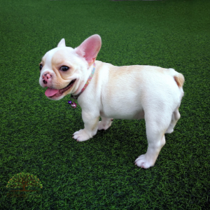 artificial grass for dogs in toronto 
