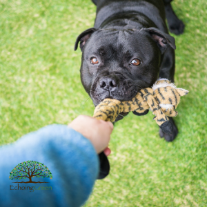 dog and owner on green artificial grass for dogs 