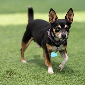 artificial grass for dogs Toronto