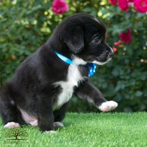 artificial grass for dogs