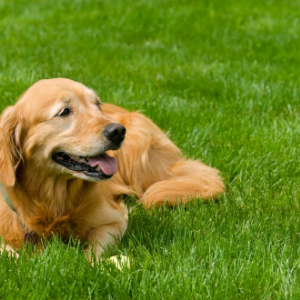 dog on fake grass